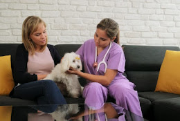 Veterinario A Domicilio Arvet