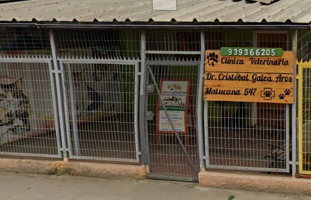 Médico Veterinario Dr. Cristóbal Galea